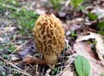 Morchella esculenta