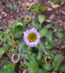 Erigeron pulchellus 'Lynnhaven Carpet'