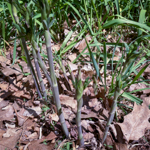 Baptisia australis