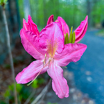 Rhododendron periclymenoides