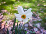 Narcissus poeticus var. recurvus