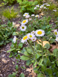 Erigeron pulchellus 'Lynnhaven Carpet'
