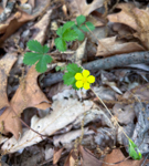 Potentilla canadensis