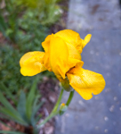 Iris × germanica 'Yellow Iris'
