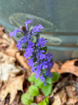 Ajuga reptans