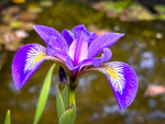 Iris versicolor