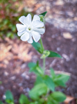 Silene latifolia