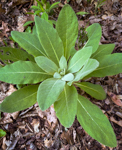 Verbascum thapsus