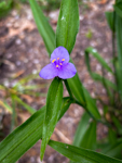 Tradescantia virginiana