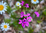 Dianthus armeria