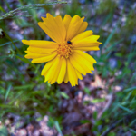 Coreopsis lanceolata