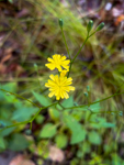 Lapsana communis