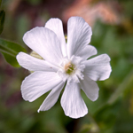 Silene latifolia