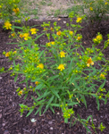 Hypericum prolificum