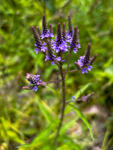 Verbena hastata