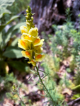 Linaria vulgaris