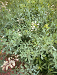 Baptisia australis