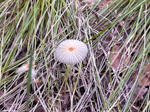 Parasola plicatilis