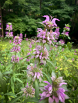 Monarda punctata