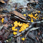 Crucibulum laeve
