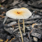 Parasola plicatilis