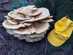 Bondarzewia berkeleyi
