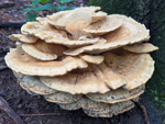 Bondarzewia berkeleyi