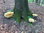 Bondarzewia berkeleyi