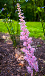 Astilbe chinensis