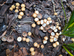 Crucibulum laeve