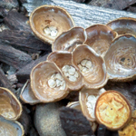 Crucibulum laeve