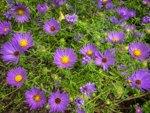 Symphyotrichum oblongifolium 'October Skies'