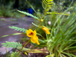 Chamaecrista fasciculata