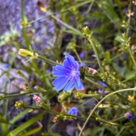 Cichorium intybus