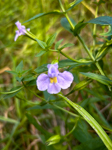 Mimulus ringens