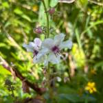 Verbascum blattaria
