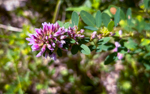 Lespedeza virginica