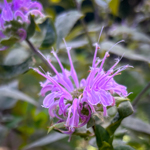 Monarda fistulosa