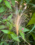 Hordeum jubatum