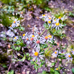 Eurybia macrophylla