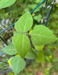 Amphicarpaea bracteata