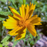 Coreopsis lanceolata
