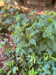 Ageratina aromatica