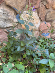 Scutellaria incana
