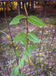 Lonicera japonica