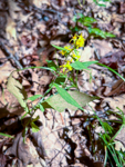 Solidago caesia