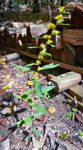 Solidago caesia