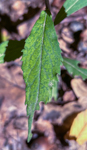 Solidago caesia