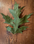 Quercus rubra