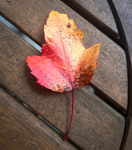 Acer rubrum